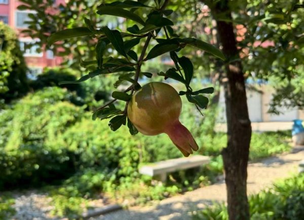 东信证券 美图视界|又见石榴挂枝头